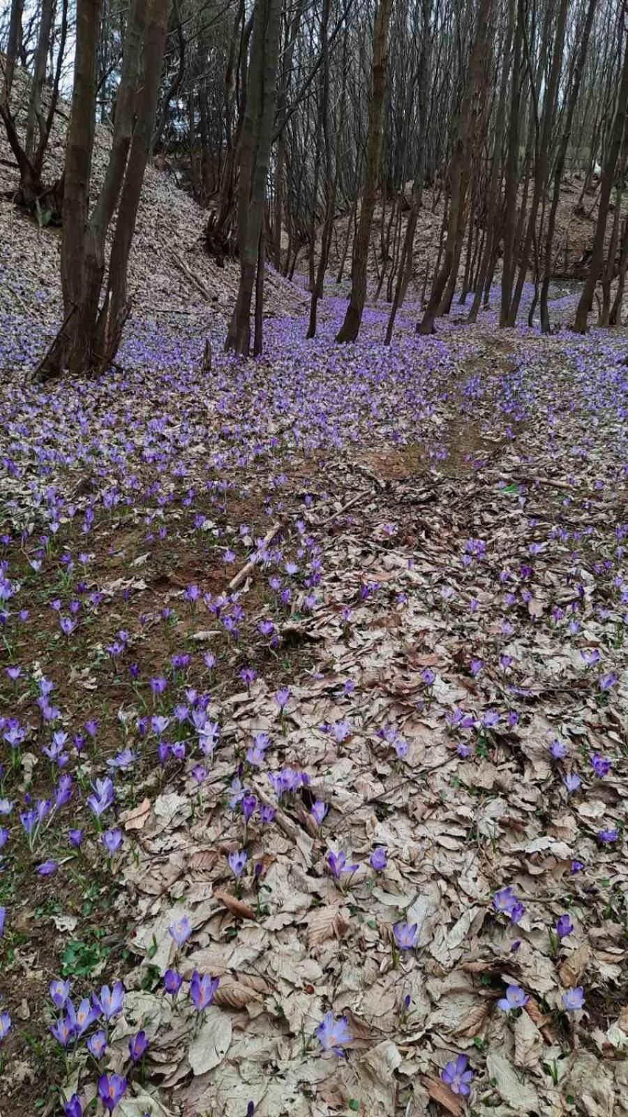 Mala Farma Nani Villa Visoko Buitenkant foto